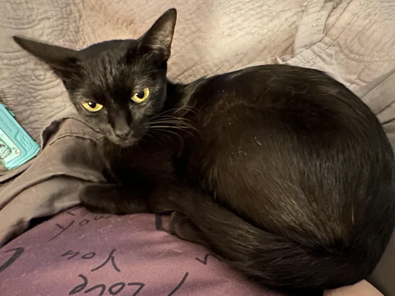 A baby medium-sized female Black Domestic Short Hair cat named Nessy for adoption in Tuttle, OK