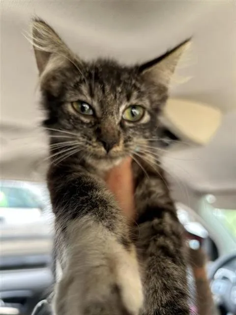 A baby small-sized female Domestic Short Hair cat named Thrify for adoption in San Antonio, TX