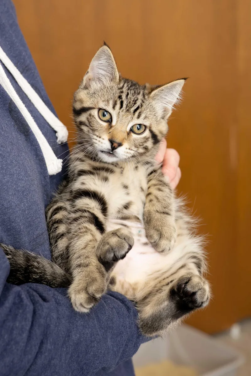 A baby large-sized male Tabby (Brown / Chocolate) Domestic Short Hair cat named Dogwood for adoption in Seattle, WA
