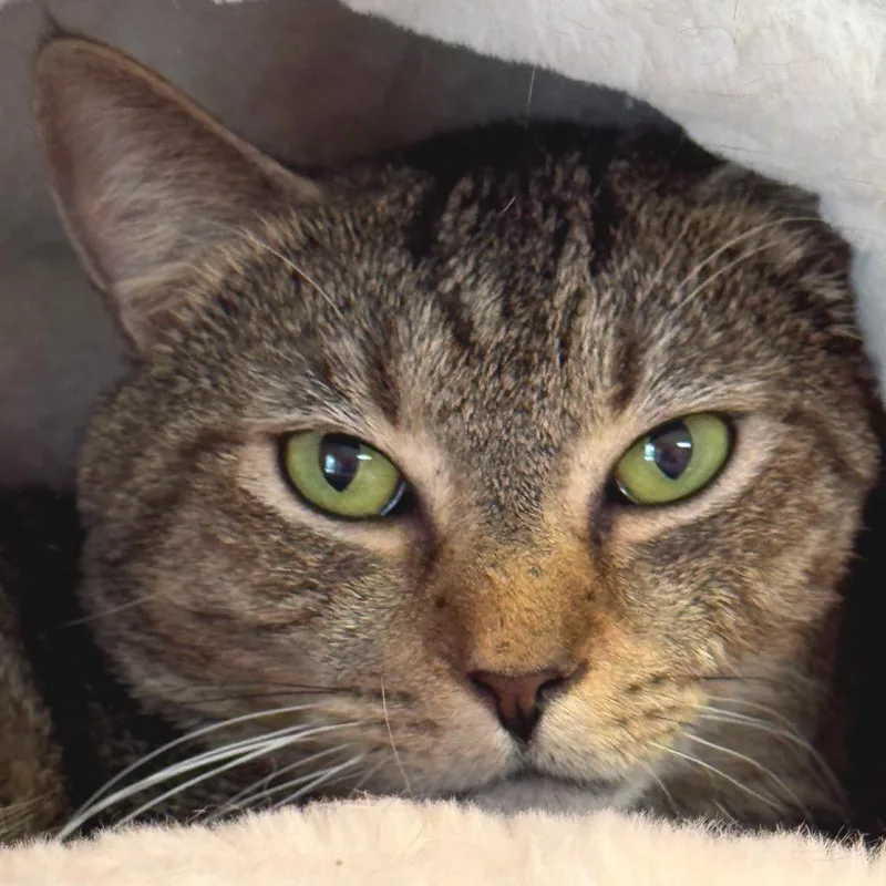 An adult large-sized male Brown / Chocolate Domestic Short Hair cat named Bobble for adoption in Decatur, GA