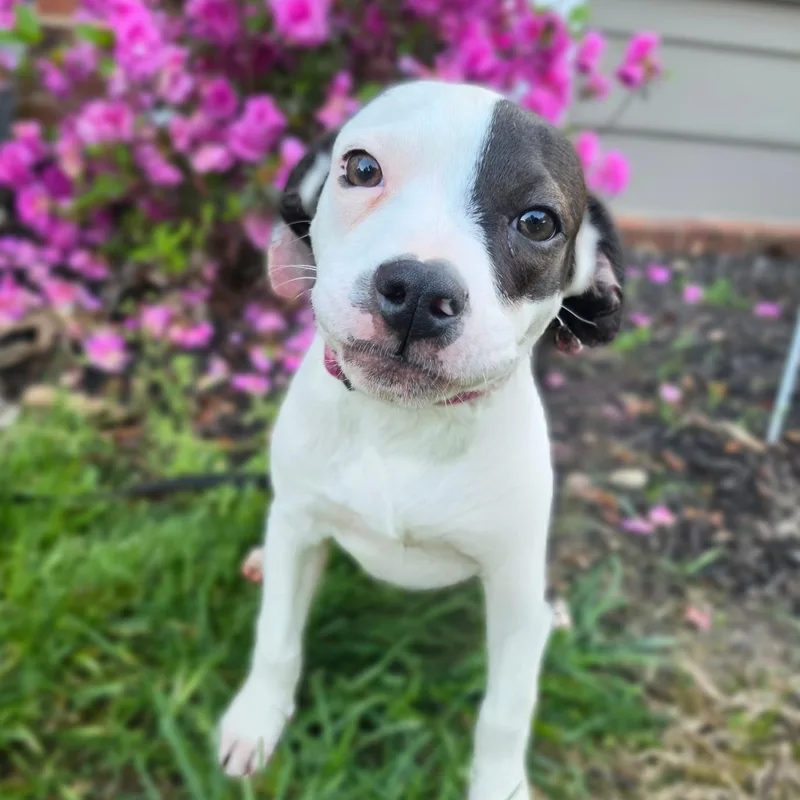 A baby medium-sized female Tricolor (Brown, Black, & White) American Bulldog dog named Dottie for adoption in Marietta, GA