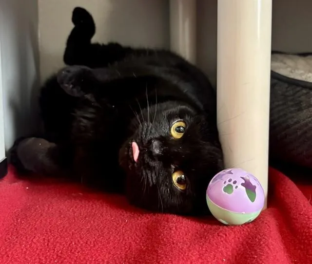 A young medium-sized female Domestic Short Hair cat named Ivy for adoption in Kalamazoo, MI