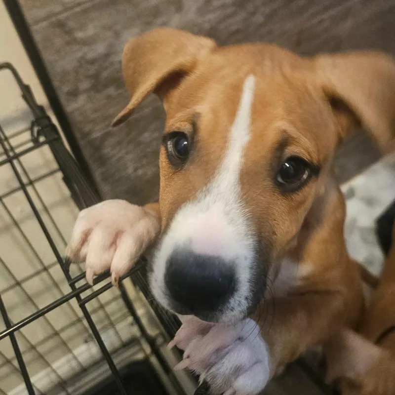 A baby large-sized female Boxer dog named Bagel for adoption in Oceanside, CA
