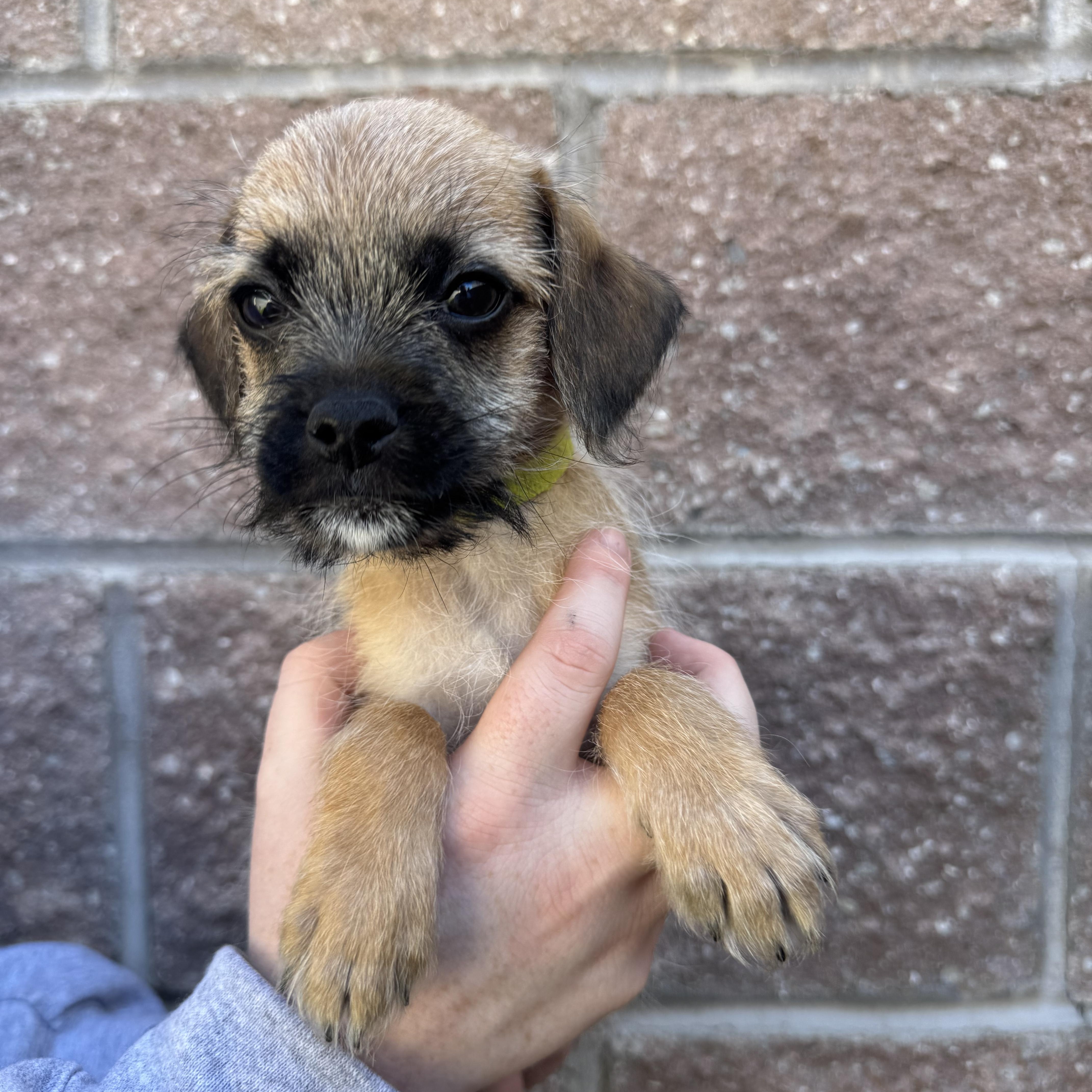 A baby small-sized male Mixed Breed dog named Olives for adoption in Henderson, NV