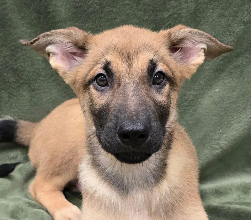 A baby large-sized male German Shepherd Dog dog named Hulk for adoption in Frankfort, IN