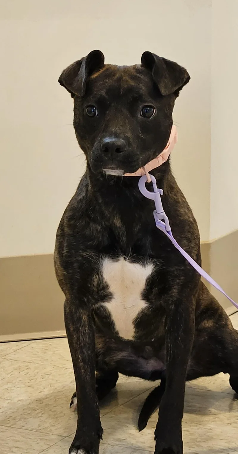 A young medium-sized female Brindle Terrier dog named Lelo for adoption in Bluffton, IN