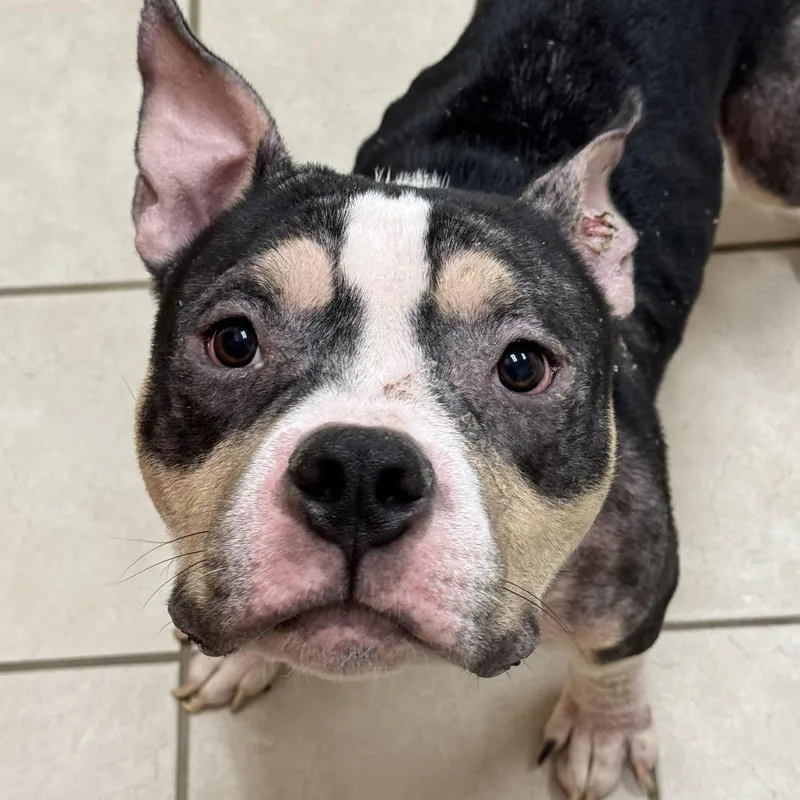 A young medium-sized male Pit Bull Terrier dog named Snickers for adoption in Springfield, MA