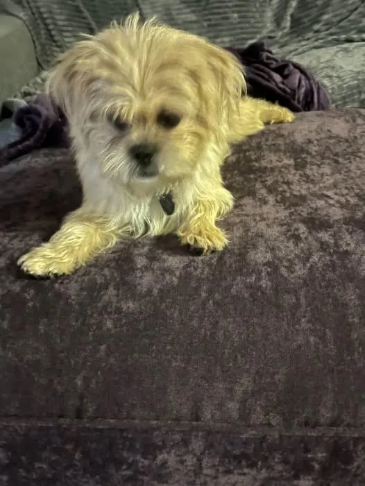 A baby small-sized female Pekingese dog named Sophia for adoption in Matthews, NC