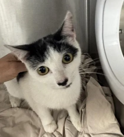 An adult medium-sized female Domestic Short Hair cat named Moo for adoption in West Chester, PA