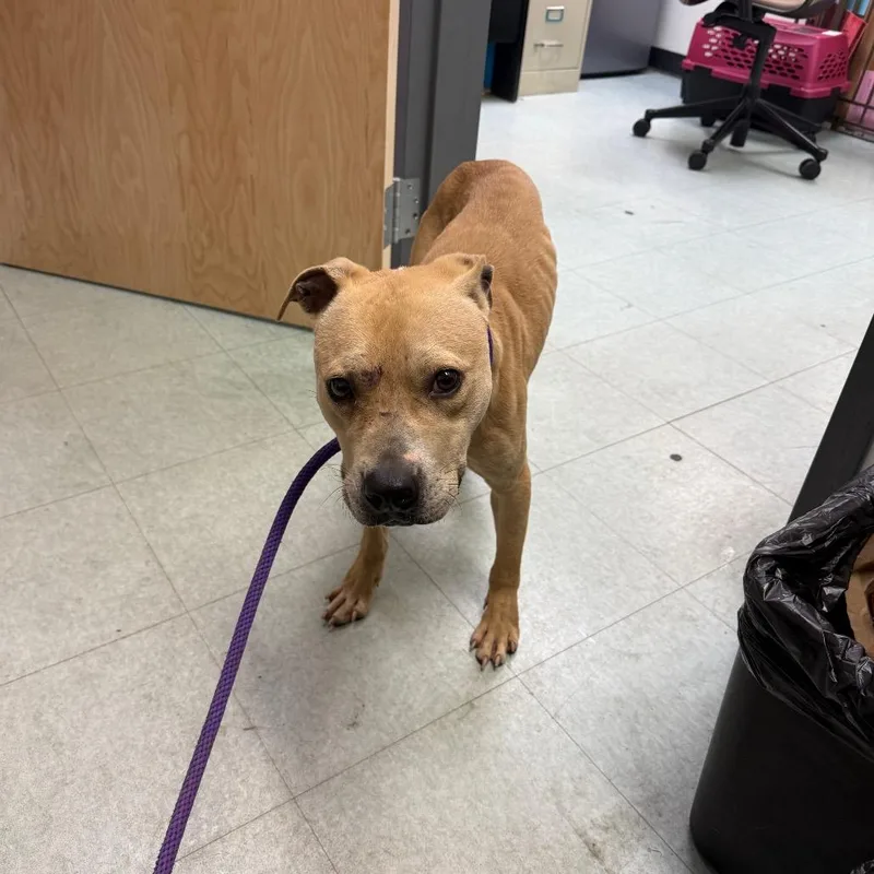 A young medium-sized male Yellow / Tan / Blond / Fawn Pit Bull Terrier dog named Slim Jim for adoption in Philadelphia, PA