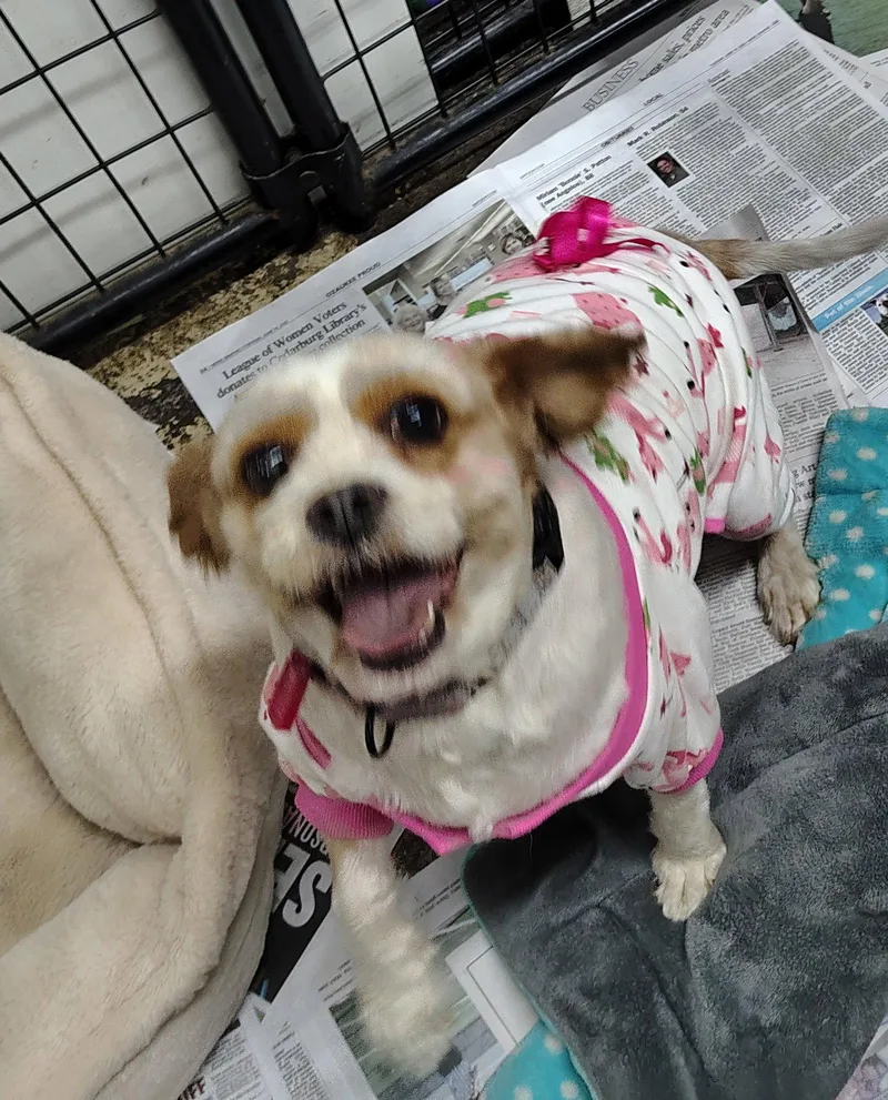 An adult small-sized female Cavalier King Charles Spaniel dog named Pink Swimmingo for adoption in Mukwonago, WI