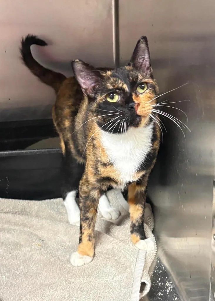 A young small-sized female Domestic Short Hair cat named Gardenista for adoption in Tifton, GA