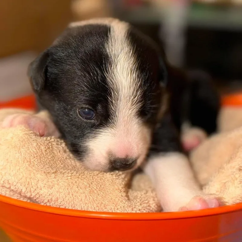 A baby small-sized female Terrier dog named Bear for adoption in Phoenix, AZ