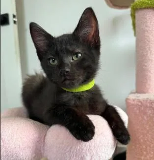 A baby medium-sized female Black Domestic Short Hair cat named Coco for adoption in oceanside, CA
