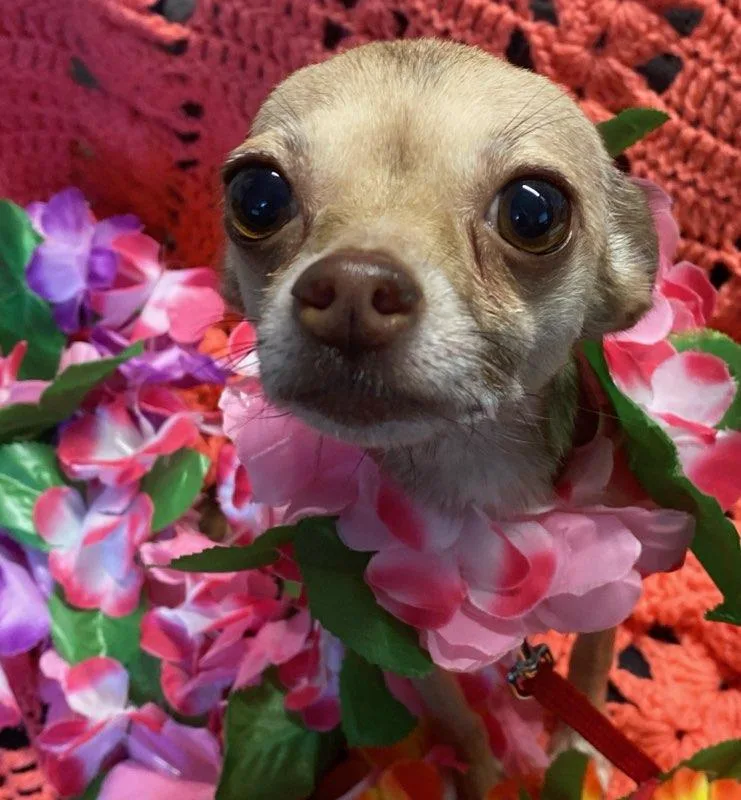 An adult small-sized female Yellow / Tan / Blond / Fawn Chihuahua dog named Buttercup for adoption in Colusa, CA