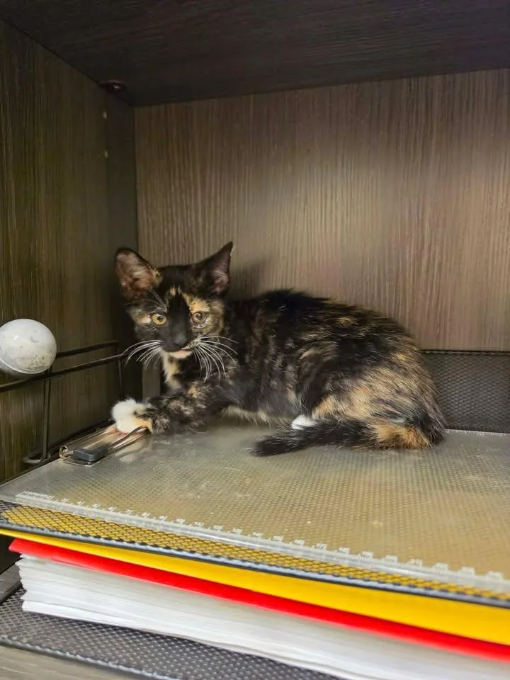 A baby small-sized female Domestic Medium Hair cat named Waffle for adoption in Shelbyville, TN