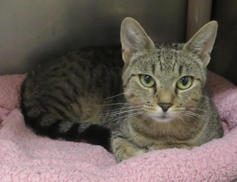 An adult medium-sized female Tiger cat named Jenny for adoption in Taunton, MA
