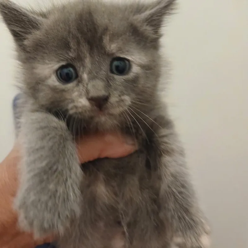 A baby small-sized female Gray / Blue / Silver Domestic Medium Hair cat named Lena for adoption in Wadena, MN