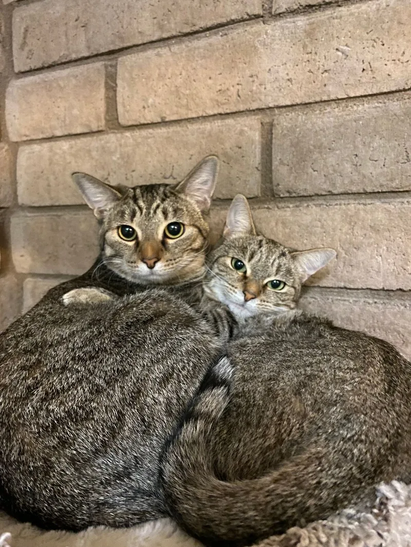 An adult medium-sized female Tabby (Buff / Tan / Fawn) Domestic Short Hair cat named April for adoption in Phoenix, AZ