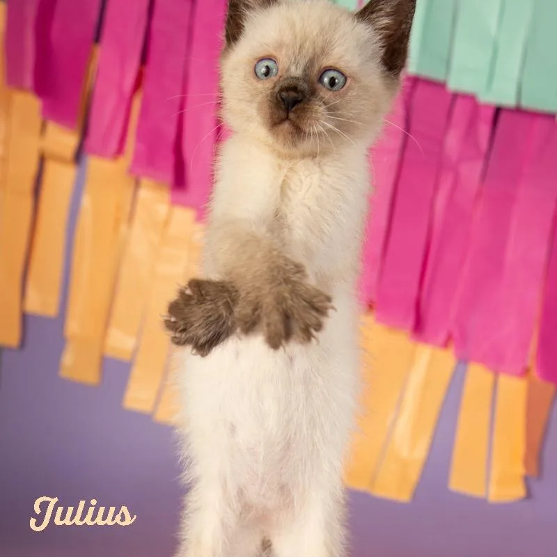 A young small-sized male Domestic Short Hair cat named Julius for adoption in Springfield, MO