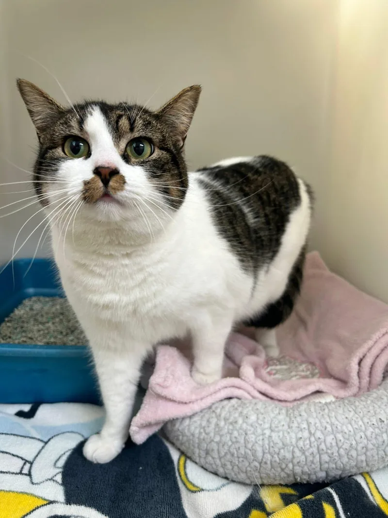 Henrietta thumbnail 3