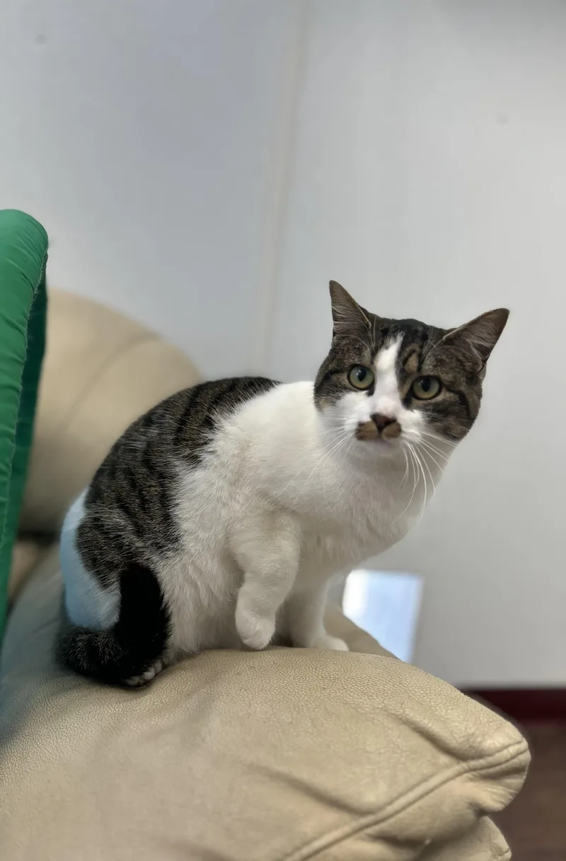 Henrietta thumbnail 4