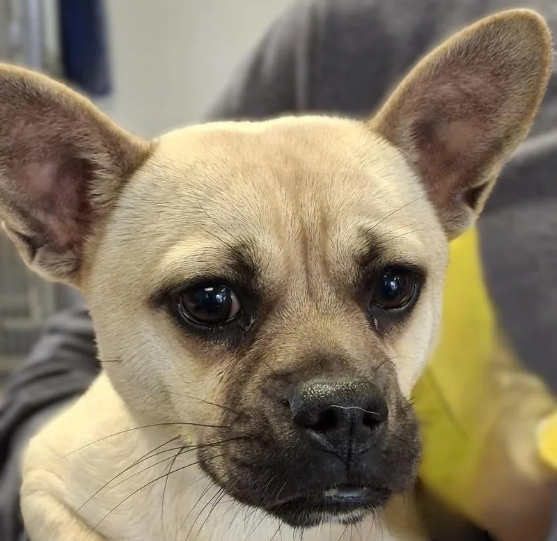 A young medium-sized male Chihuahua dog named Cpo for adoption in Brenham, TX