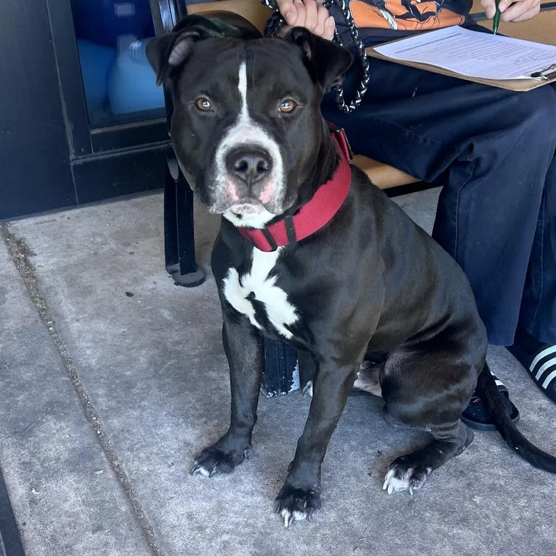 An adult large-sized male Black Pit Bull Terrier dog named Kimbo for adoption in Philadelphia, PA