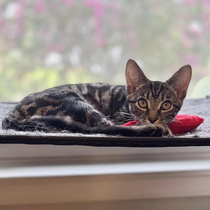 A baby small-sized female Tabby (Gray / Blue / Silver) Domestic Short Hair cat named Bentgrass for adoption in Richmond, VA