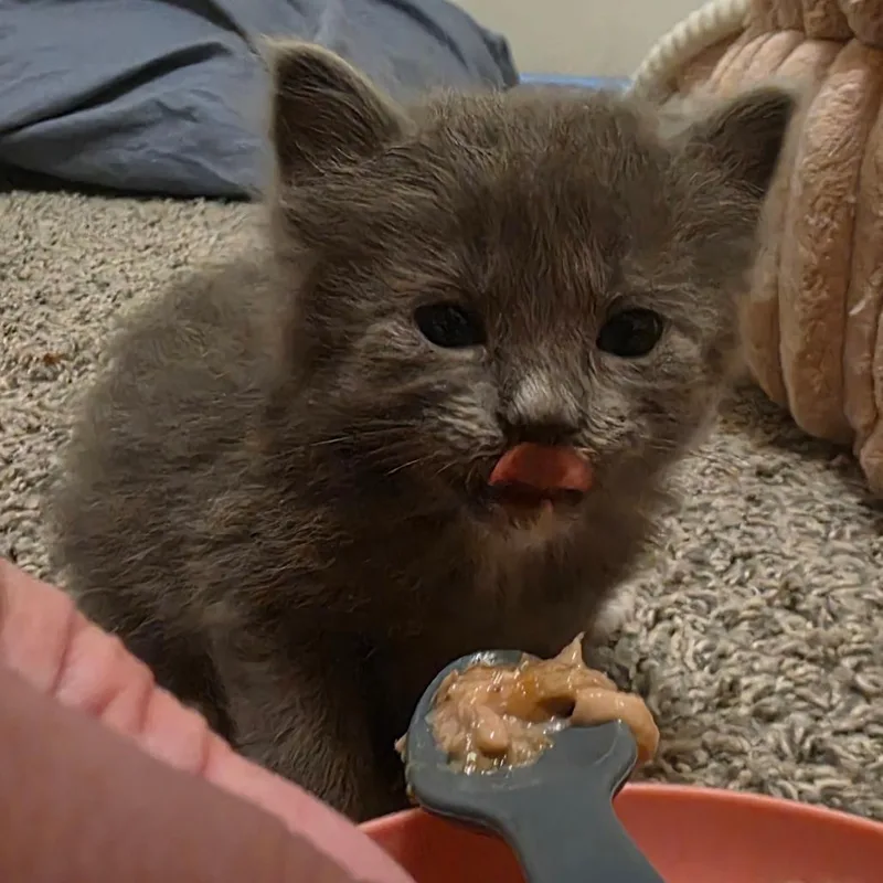 A baby small-sized female Gray / Blue / Silver Domestic Long Hair cat named Dove for adoption in Layton, UT