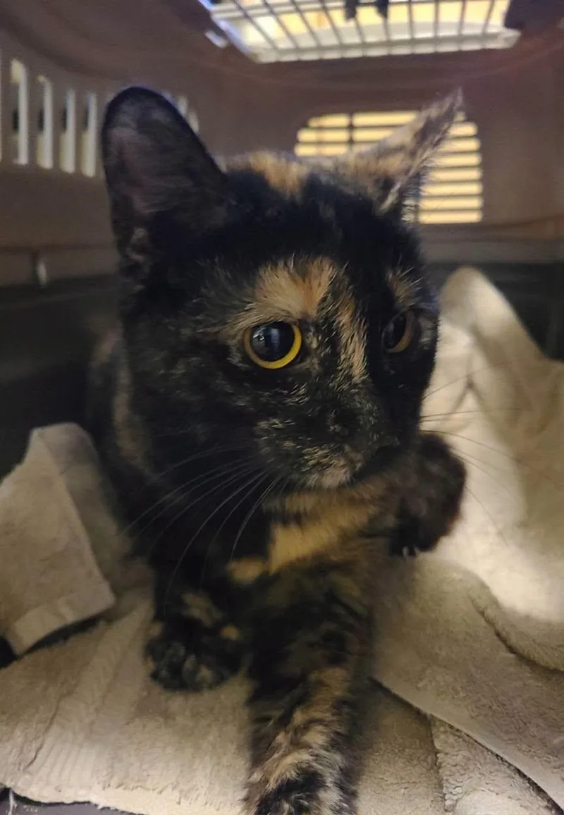 A young medium-sized female Tortoiseshell Domestic Short Hair cat named Mellie for adoption in Ellijay, GA
