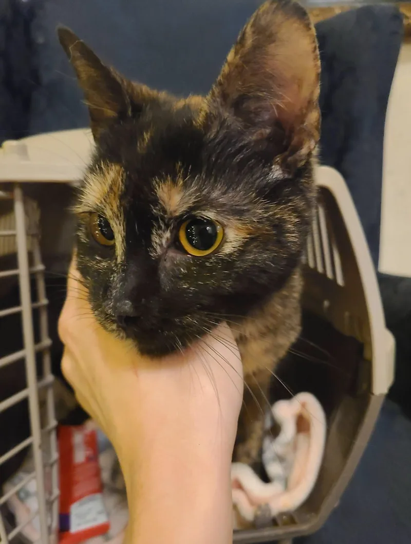 Mellie thumbnail 4