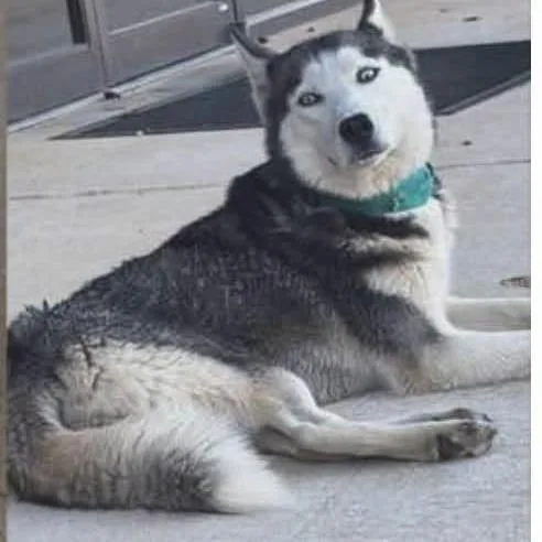 An adult medium-sized female Husky dog named Aurora for adoption in Alexandria, VA