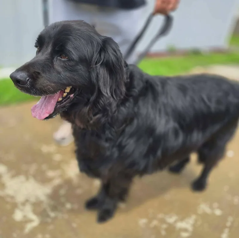 An adult large-sized male Black Flat-Coated Retriever dog named Bear for adoption in St. Clairsville, OH