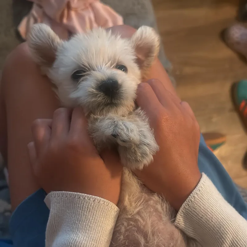 A baby medium-sized female Maltipoo dog named Annabeth for adoption in San Diego, CA