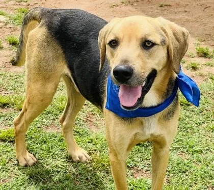A young large-sized male Coonhound dog named Roscoe $ for adoption in Seneca, SC