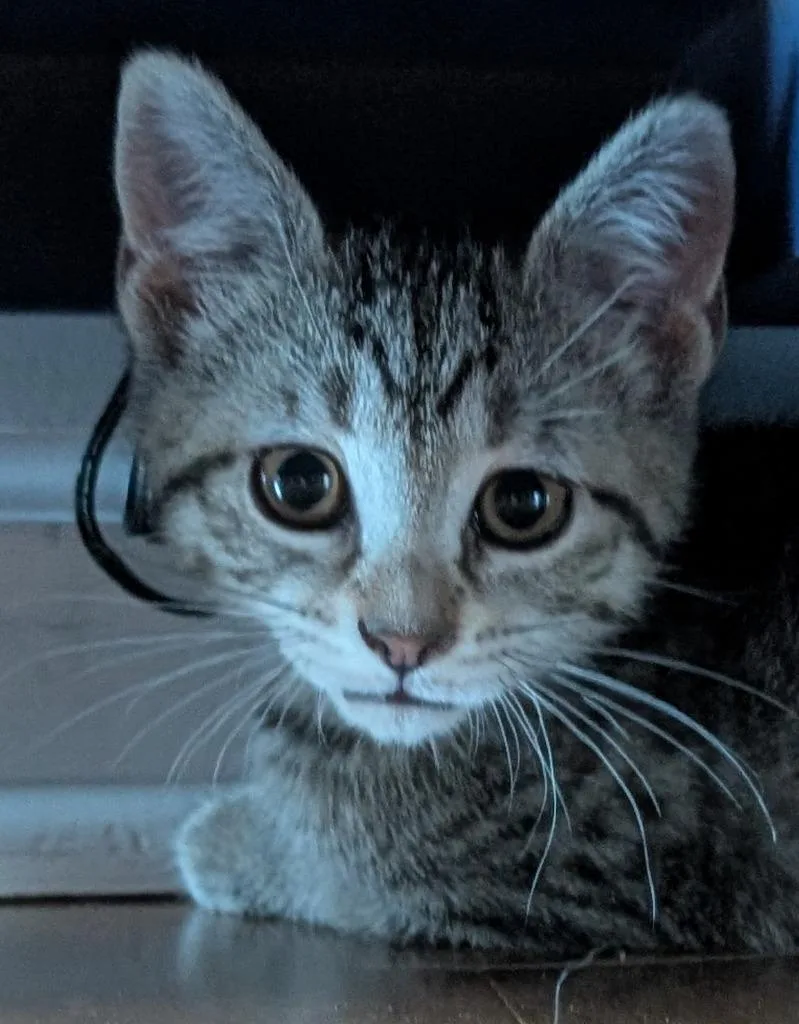 A baby medium-sized female Domestic Short Hair cat named Houdini for adoption in Fort Oglethorpe, GA