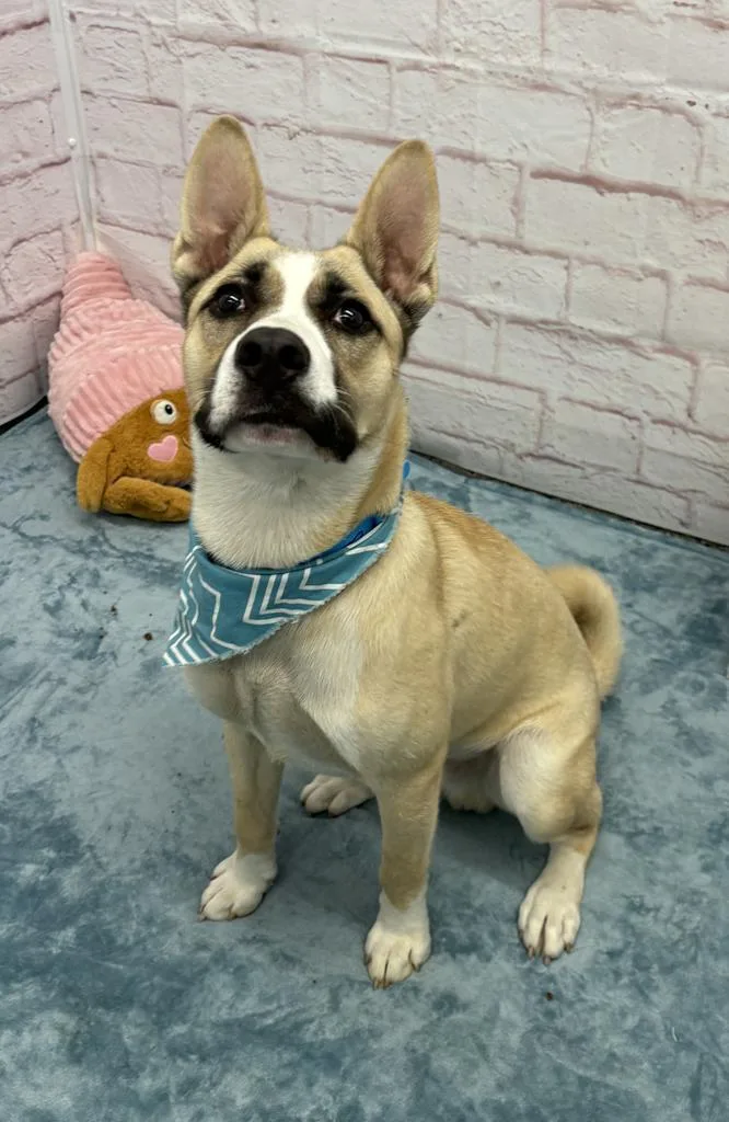 A young medium-sized male Husky dog named Young Man for adoption in Detroit, MI