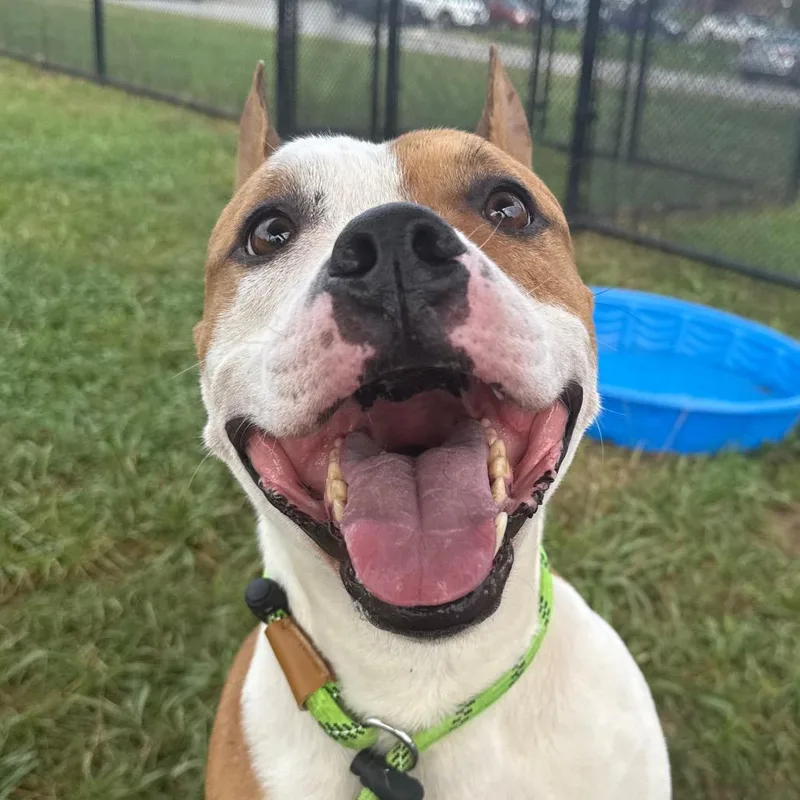 An adult large-sized male Brown / Chocolate Pit Bull Terrier dog named Ghost for adoption in York, PA