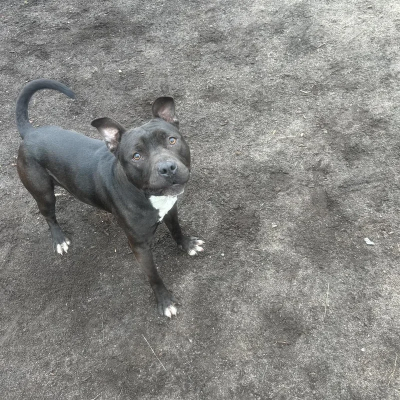 An adult medium-sized male Black Mixed Breed dog named Flik for adoption in Newark, NJ