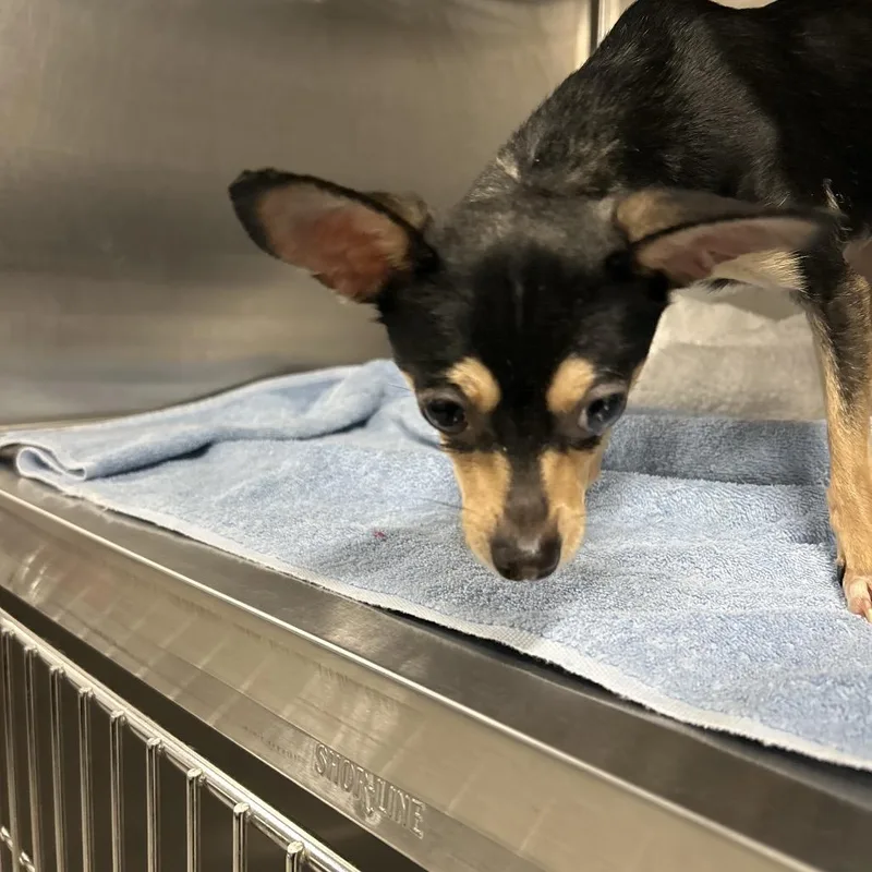 A young small-sized female Black Chihuahua dog named Sasha Amor for adoption in Greensboro, NC