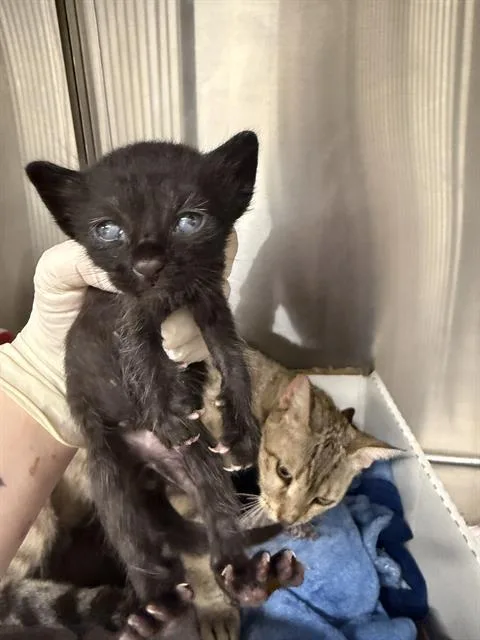 A baby small-sized male Domestic Short Hair cat named Lego for adoption in Baytown, TX