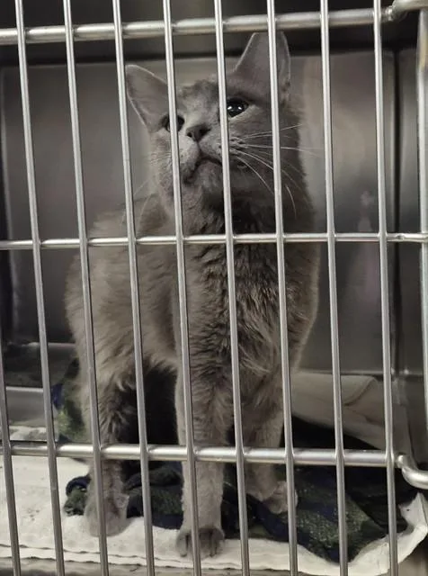 A young medium-sized male Domestic Long Hair cat named Larry The Squirrel for adoption in Decatur, IL