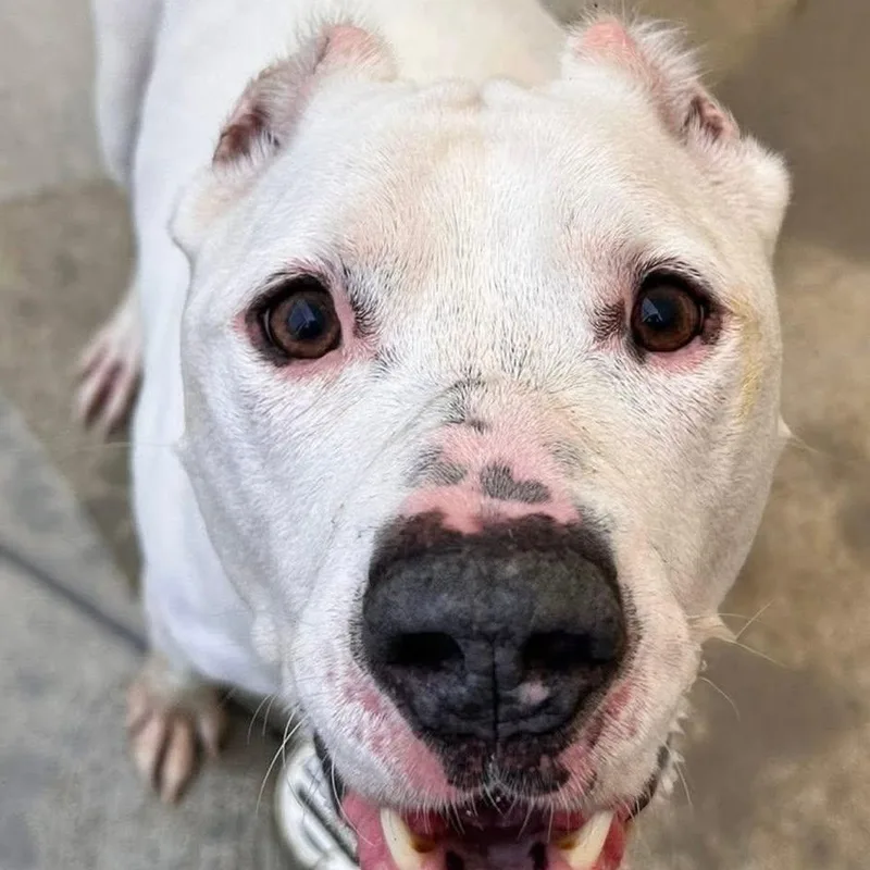 A senior medium-sized male White / Cream Mixed Breed dog named Crawford for adoption in Warren, OH
