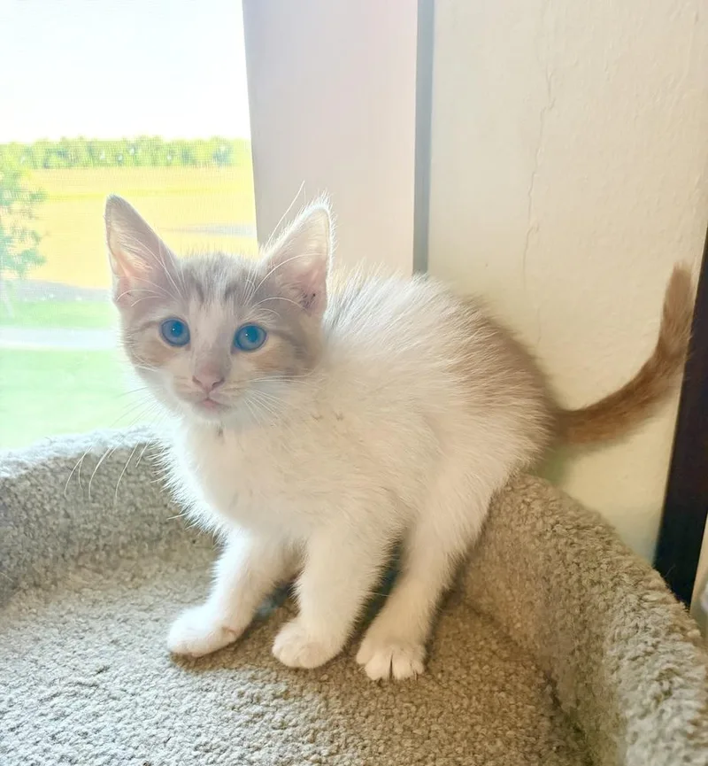 A baby small-sized male Orange & White Domestic Short Hair cat named Franklin for adoption in Rochester, IN