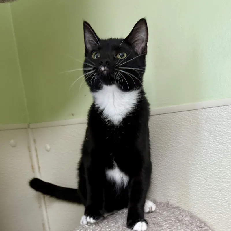 Butterfly thumbnail 2