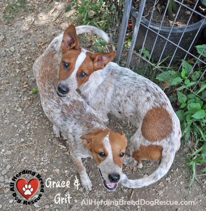 A baby medium-sized male Cattle Dog dog named Grace for adoption in Joliet, IL