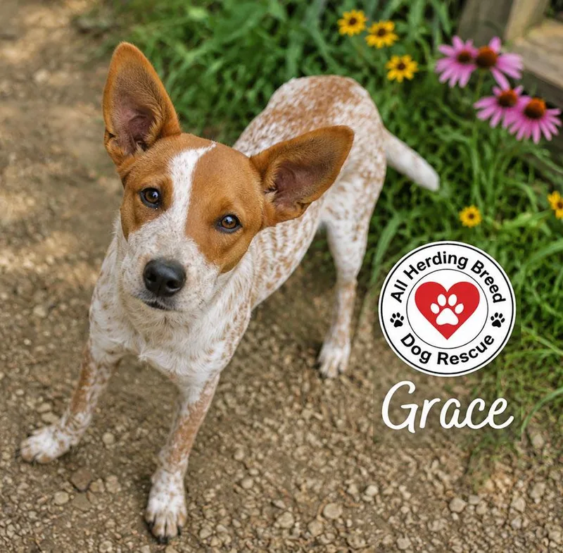 Grace thumbnail 5
