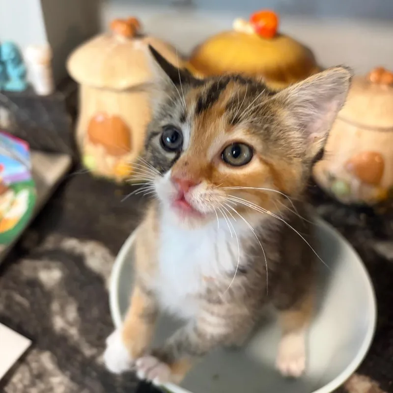 A baby small-sized female Torbie Domestic Short Hair cat named Clover for adoption in Springfield, IL