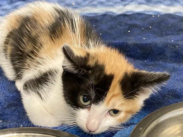 A baby small-sized female Domestic Short Hair cat named Strudel for adoption in Tustin, CA